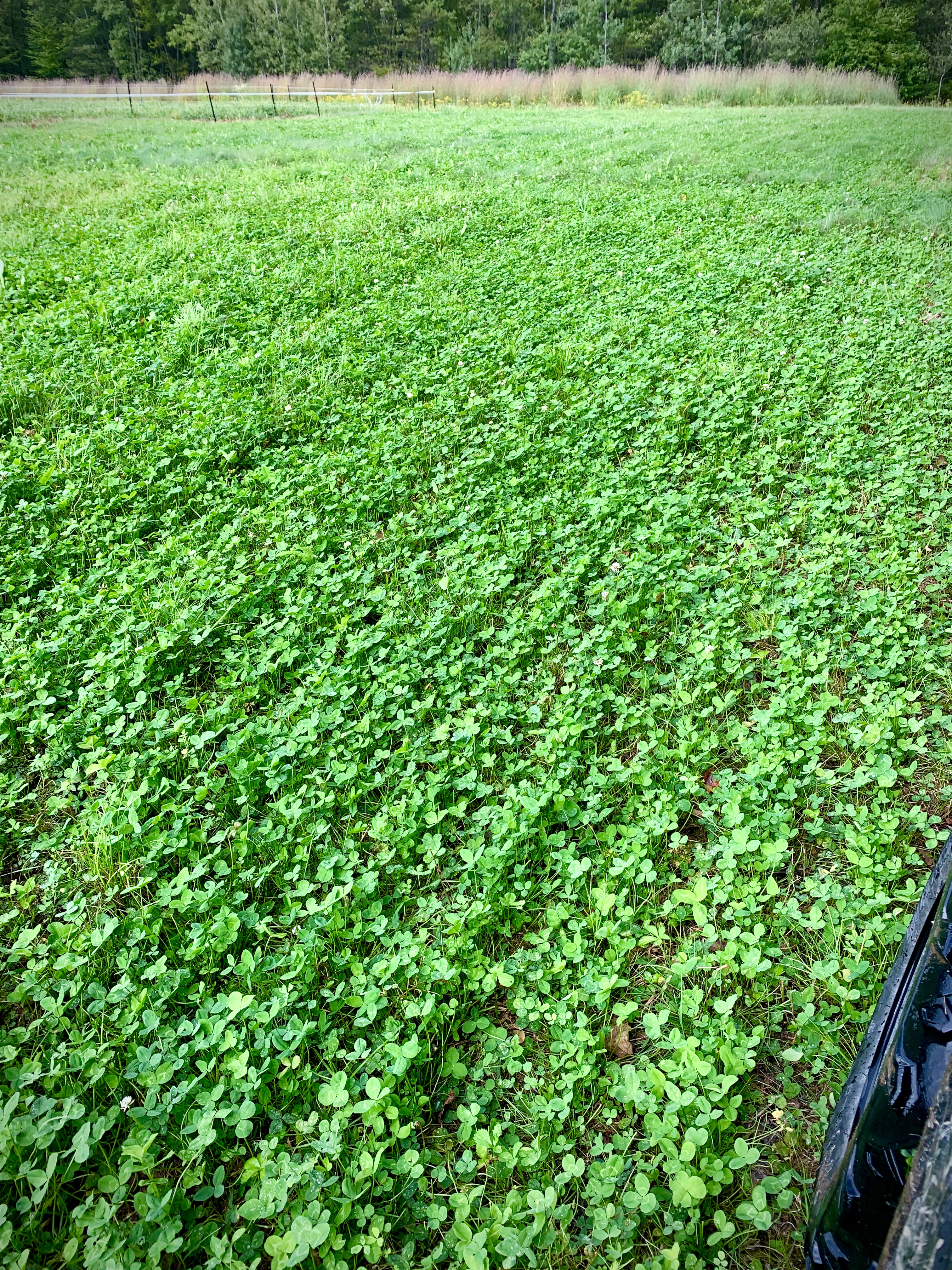 Food Plots